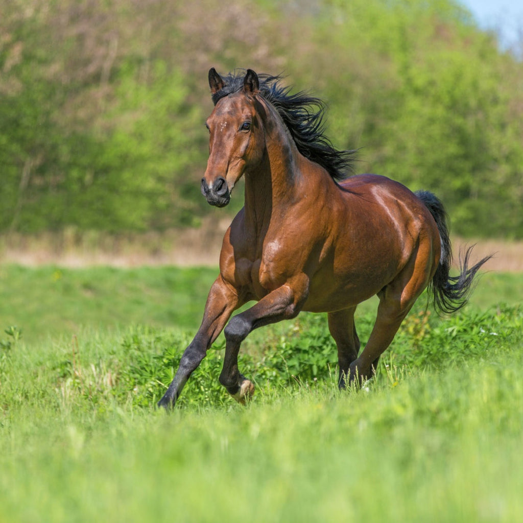 ✨ Unlock Peak Performance with PRO COPPER – Here's Why It Matters